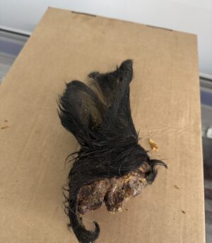 Hairy Beef Ears