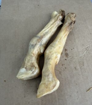 Lamb Trottes