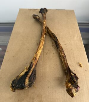Ostrich Wing Bone