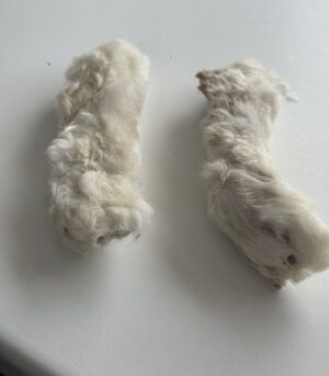hairy rabbit feet