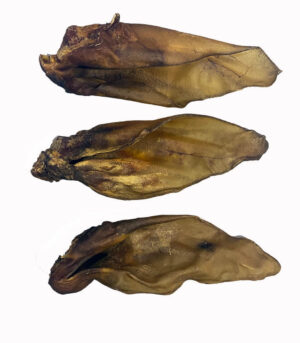 Buffalo Ear