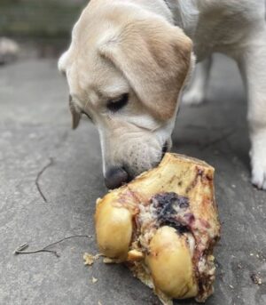 ROASTED KNUCKLE BONE